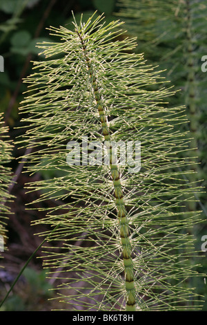 Großen Schachtelhalm (Equisetum Telmateia), nicht-fruchtbaren Spindel, UK. Stockfoto