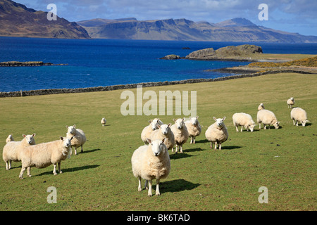 Schafe weiden auf der Isle of Raasay an einem schönen Frühlingstag mit Blick über das Meer auf der Isle Of Skye Stockfoto