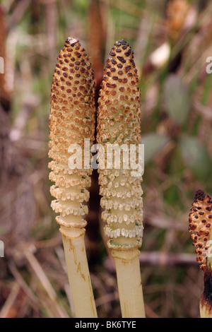 Großen Schachtelhalm (Equisetum Telmateia), fruchtbaren Zapfen, UK. Stockfoto