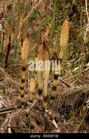 Großen Schachtelhalm (Equisetum Telmateia) fruchtbaren Zapfen kommen unter den letztjährigen Tote Stämme, UK. Stockfoto