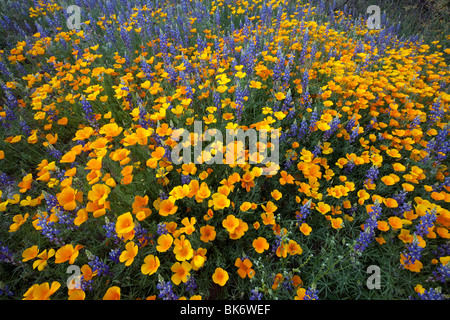 Frühling Wildblumen, Kalifornien Mohn (Eschscholzia Californica SSP. Mexicana) und Lupine (Lupinus Sparsiflorus), Arizona Stockfoto