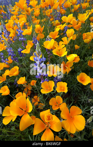 Frühling Wildblumen, Kalifornien Mohn (Eschscholzia Californica SSP. Mexicana) und Lupine (Lupinus Sparsiflorus), Arizona Stockfoto