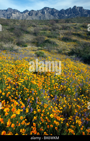 Frühling Wildblumen, California Poppies und Wüste Lupine, Catalina State Park, Tucson, Arizona Stockfoto