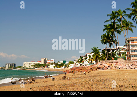 Pelikane am Strand von Puerto Vallarta in Mexiko Stockfoto