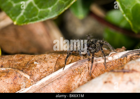 eine Wolfspinne-Pardosa Amentata, in einem Garten im Vereinigten Königreich Stockfoto