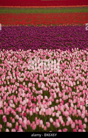 April ist die Tulpe Zeit im Skagit Valley, in der Nähe von Mount Vernon, Washington. Dies wurde während ihren Höhepunkt im RoozenGaarde Garten aufgenommen. Stockfoto