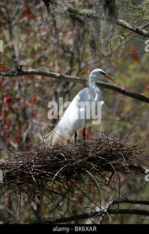 Ein Silberreiher, Ardea Alba, nisten in einer Kolonie, Audubon Swamp Garden Magnolia Plantation and Gardens, Charleston, SC Stockfoto