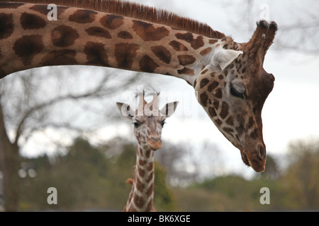 Erwachsene und junge Giraffe im Zoo von Chester, Cheshire Stockfoto