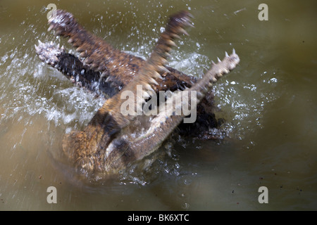 Fütterung der Krokodile auf Hartleys Krokodil-Farm in der Nähe von Cairns, Queensland, Australien. Stockfoto