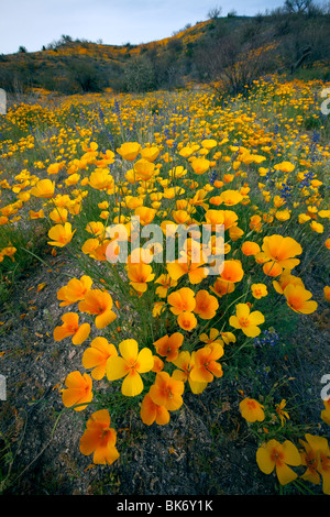 Wildblumenwiese, Mexican Gold Mohn (Eschscholzia Californica SSP. Mexicana), blühen in der Sonora-Wüste, Tucson, Arizona Stockfoto