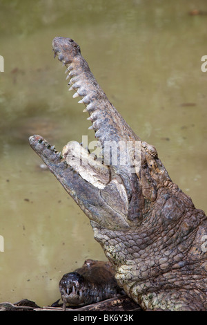 Fütterung der Krokodile auf Hartleys Krokodil-Farm in der Nähe von Cairns, Queensland, Australien. Stockfoto