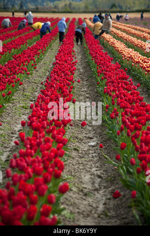 Bei den RoozenGaarde Tulpenfelder sind die Blumen in voller Frühling Blüte mit bunten Reihen von rot, rosa und Purpur. Stockfoto