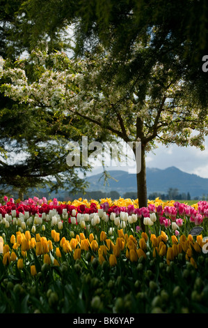 April ist die Tulpe Zeit im Skagit Valley, in der Nähe von Mount Vernon, Washington. Dies wurde während ihren Höhepunkt im RoozenGaarde Garten aufgenommen. Stockfoto