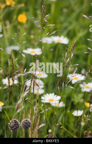 Europa. Ochsen-Auge Margeriten (Leucanthemum Vulgare) Blumen wachsen mit Wilde Gräser in eine Wildblumenwiese zeigt Biodiversität Stockfoto