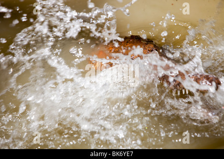 Fütterung der Krokodile auf Hartleys Krokodil-Farm in der Nähe von Cairns, Queensland, Australien. Stockfoto