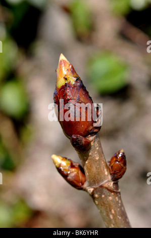 Knospen an Rosskastanie Baum, Aesculus Hippocastanum, bekannt als klebrigen Knospen. Stockfoto