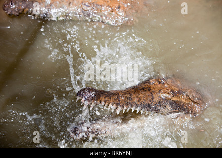 Fütterung der Krokodile auf Hartleys Krokodil-Farm in der Nähe von Cairns, Queensland, Australien. Stockfoto