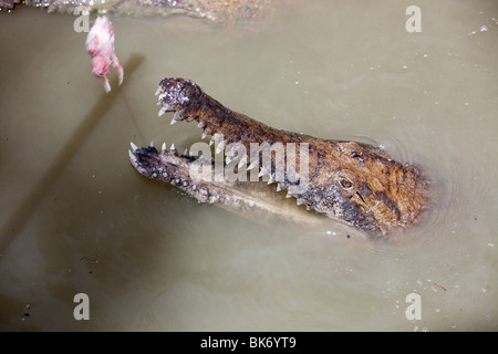 Fütterung der Krokodile auf Hartleys Krokodil-Farm in der Nähe von Cairns, Queensland, Australien. Stockfoto