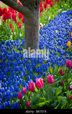 April ist die Tulpe Zeit im Skagit Valley, in der Nähe von Mount Vernon, Washington. Dies wurde während ihren Höhepunkt im RoozenGaarde Garten aufgenommen. Stockfoto