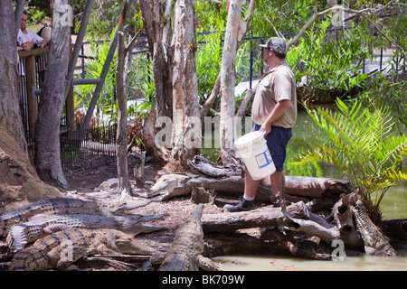 Fütterung der Krokodile auf Hartleys Krokodil-Farm in der Nähe von Cairns, Queensland, Australien. Stockfoto