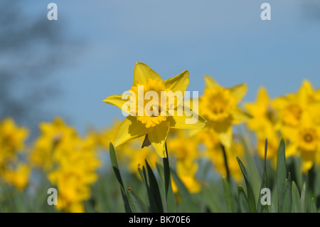 Narzissen in voller Blüte im Frühjahr. Stockfoto