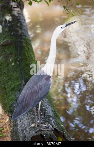 Ein White Necked Reiher (Ardea Pacifica) bei Vogelwelt in Kuranda, Queensland, Australien. Stockfoto