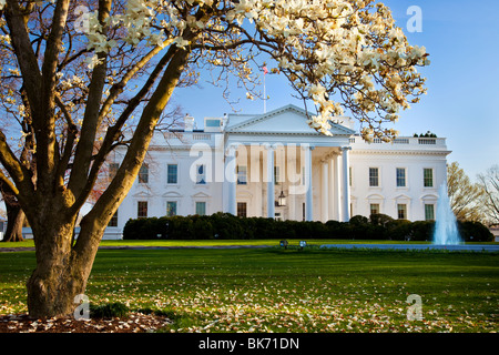 Blühende Kirschbäume auf dem Gelände des weißen Hauses in Washington DC USA Stockfoto