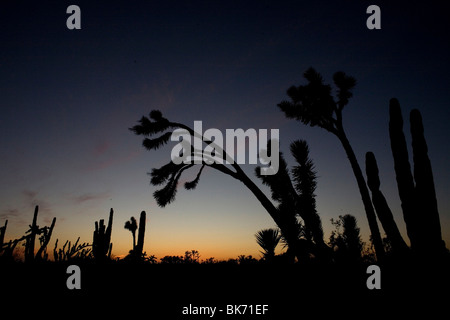 Die Sonne geht in die Wüste von El Vizcaino Biosphären-Reservat in Mexikos südlichen Baja California State, 17. Februar 2009. Stockfoto