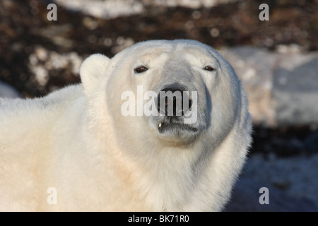 Großer wilder männlicher Eisbär in Hudson Bay, Kanada Stockfoto