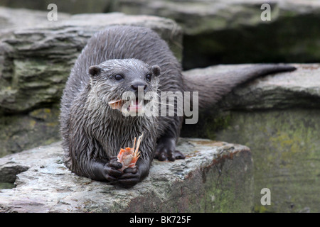 Orientalische kleine krallte Otter Aonyx Cinerea Essen King Prawn genommen bei Martin bloße WWT, Lancashire UK Stockfoto