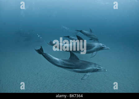 Flasche Nase Delfine, Süd Afrika, Indischer Ozean Stockfoto
