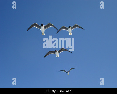 Schlangenaale Möwe am Himmel, Ichthyaetus Leucophthalmus Stockfoto