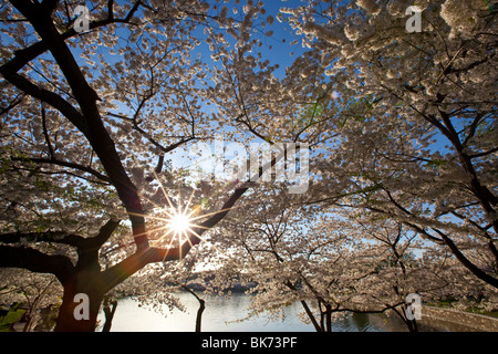 Kirschblüten in Washington, D.C. Stockfoto
