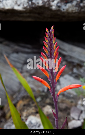 Nahaufnahme einer Evolventen Watsonia Blume Stockfoto