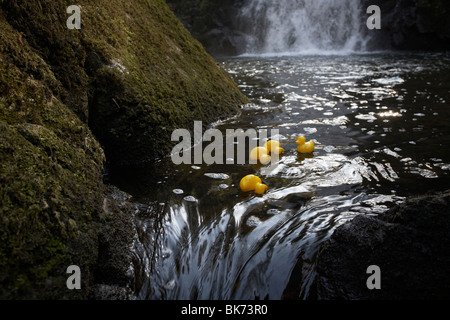 gelbe Plastikspielzeug Enten auf einem schnell fließenden Fluss gehen über Felsen im Vereinigten Königreich Stockfoto