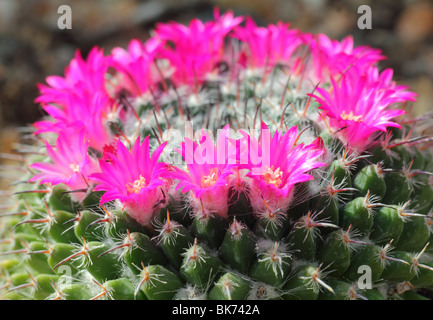 Cactus Mammillaria Haageana Blumen hautnah Mamilaria Stockfoto