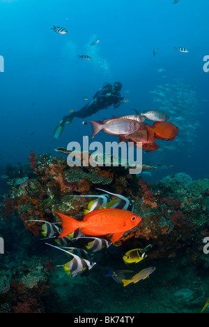 Unterwasser-Kameramann filmt eine Schule der Großaugen-Schnapper und Wimpelfischen. Stockfoto