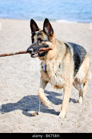 Gesund und aktiv Deutscher Schäferhund holen Stick am Strand Stockfoto