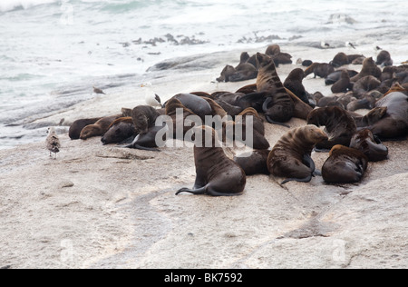 Braun Robbenkolonie auf Duiker´s Insel in Hout Bay, Südafrika Stockfoto