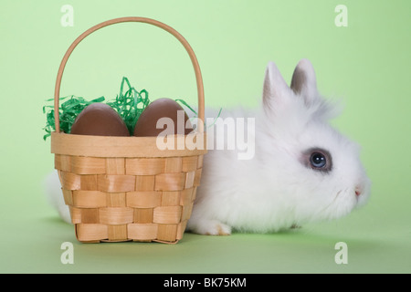 weißer Hase mit Ostern Schokoladeneier isoliert auf grünem Hintergrund Stockfoto