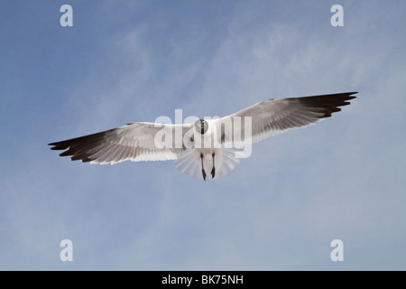 Eine Erwachsene Lachen Möwe im Flug Stockfoto