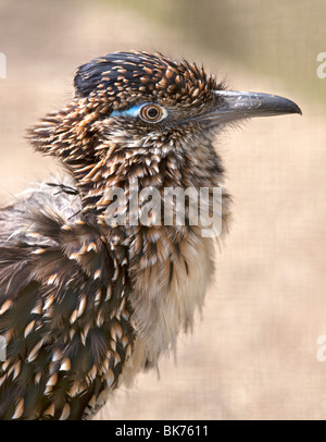 Größere Roadrunner (Geococcyx Californianus) Stockfoto