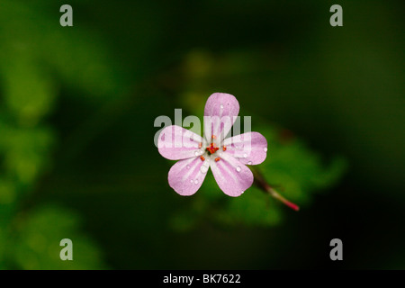 Robert Kraut, Geranium robertianum Stockfoto