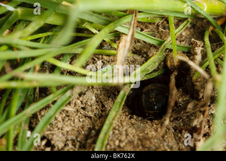 Eine Bergmann Biene sucht Gefahr vor der Abreise der Sicherheit von ihrem unterirdischen Nest. Stockfoto