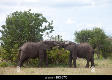 Zwei Elefanten-Bullen kämpfen im afrikanischen Busch Stockfoto