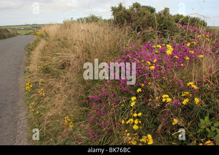 Kornische Hecke mit Narrow-leaved Habichtskraut (Habichtskräuter Umbellatum) und Bell Heidekraut (Erica Cinerea), UK. Stockfoto