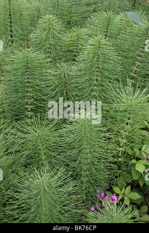 Großen Schachtelhalm (Equisetum Telmateia), nicht-fruchtbaren Stängel, UK. Stockfoto