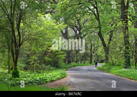 Bidwell Park in Chico, CA im Frühjahr. Stockfoto
