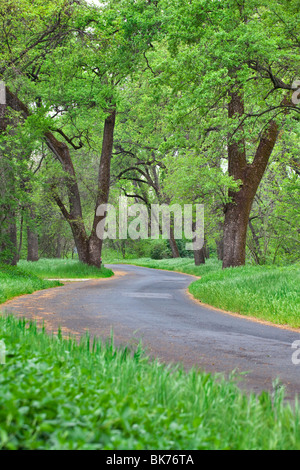 Bidwell Park in Chico, CA im Frühjahr. Stockfoto