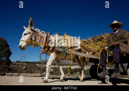 Ein Landwirt trägt Futter in einer Kutsche, gezogen von seinem Esel in Mineral de Pozos, San Luis De La Paz, Mexiko Stockfoto